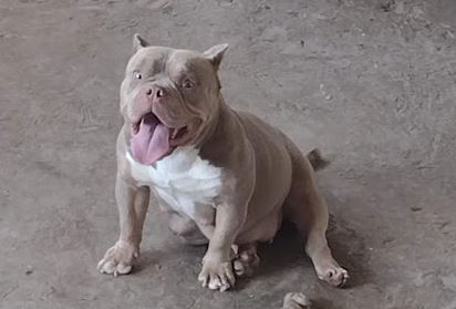 YODA - American Bully