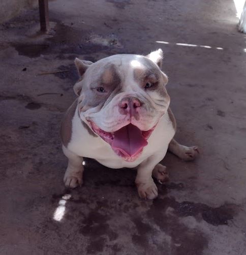 ROMEU - American Bully