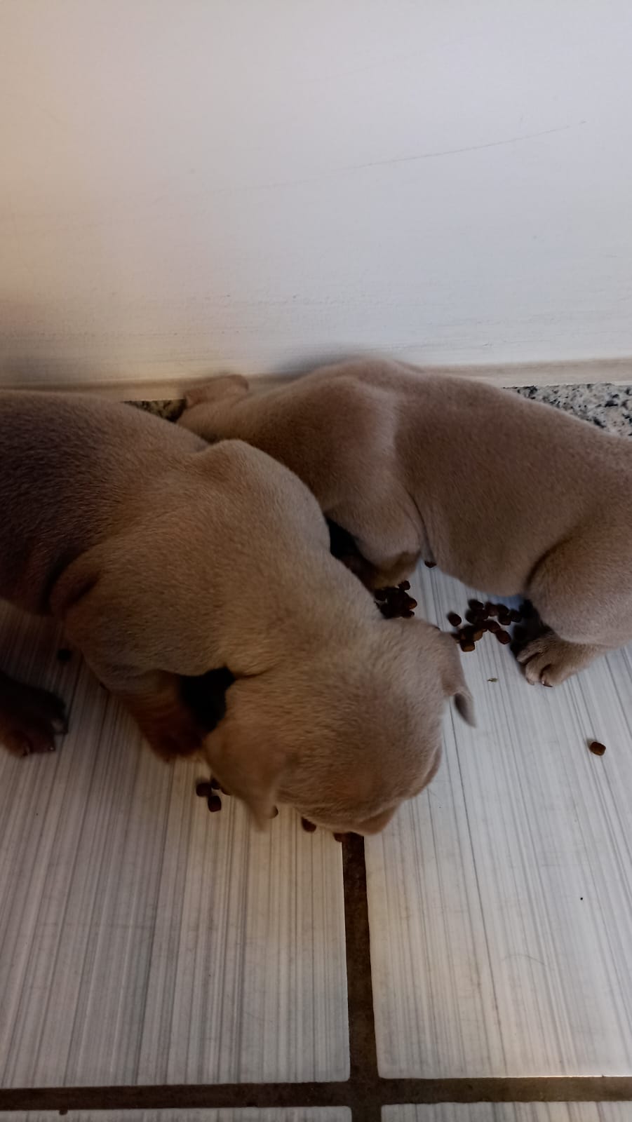 JACK JR - American Bully